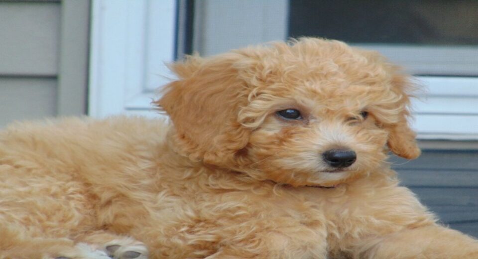 Mini Golden Doodles: The Ultimate Guide to Mini Golden Doodles