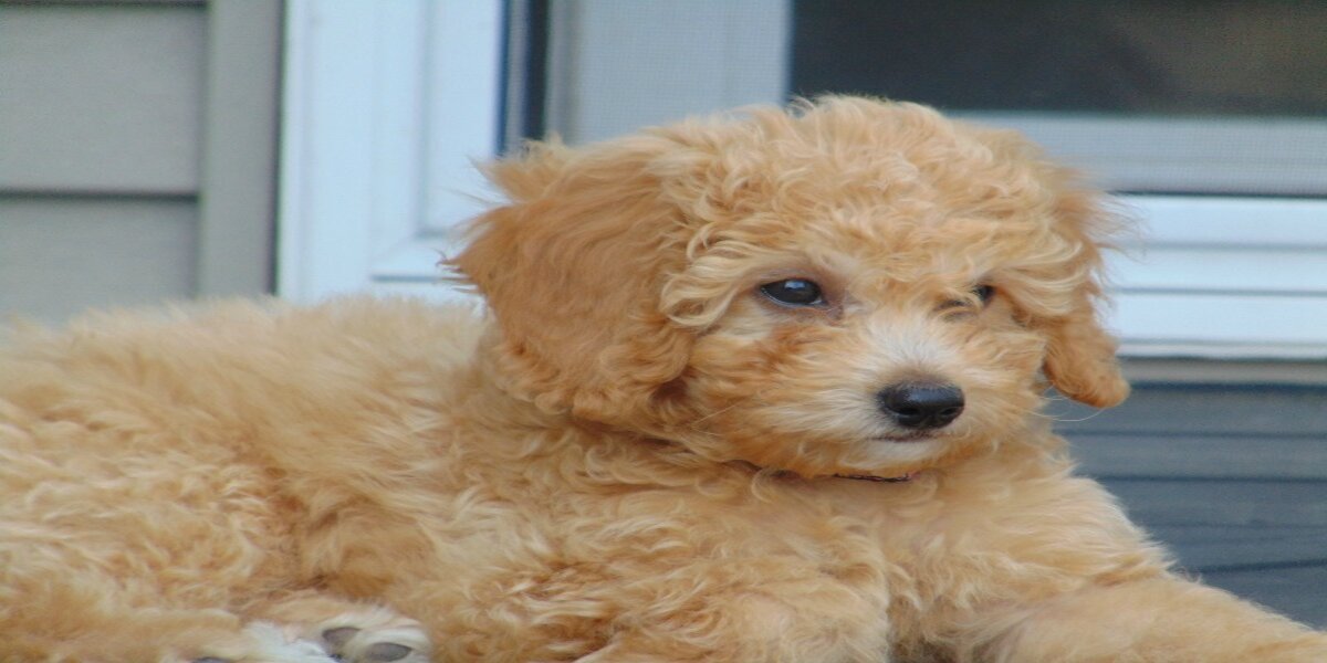 Mini Golden Doodles: The Ultimate Guide to Mini Golden Doodles